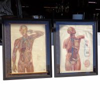 Pair of 42″ x 53″ Framed Anatomy Scrolls